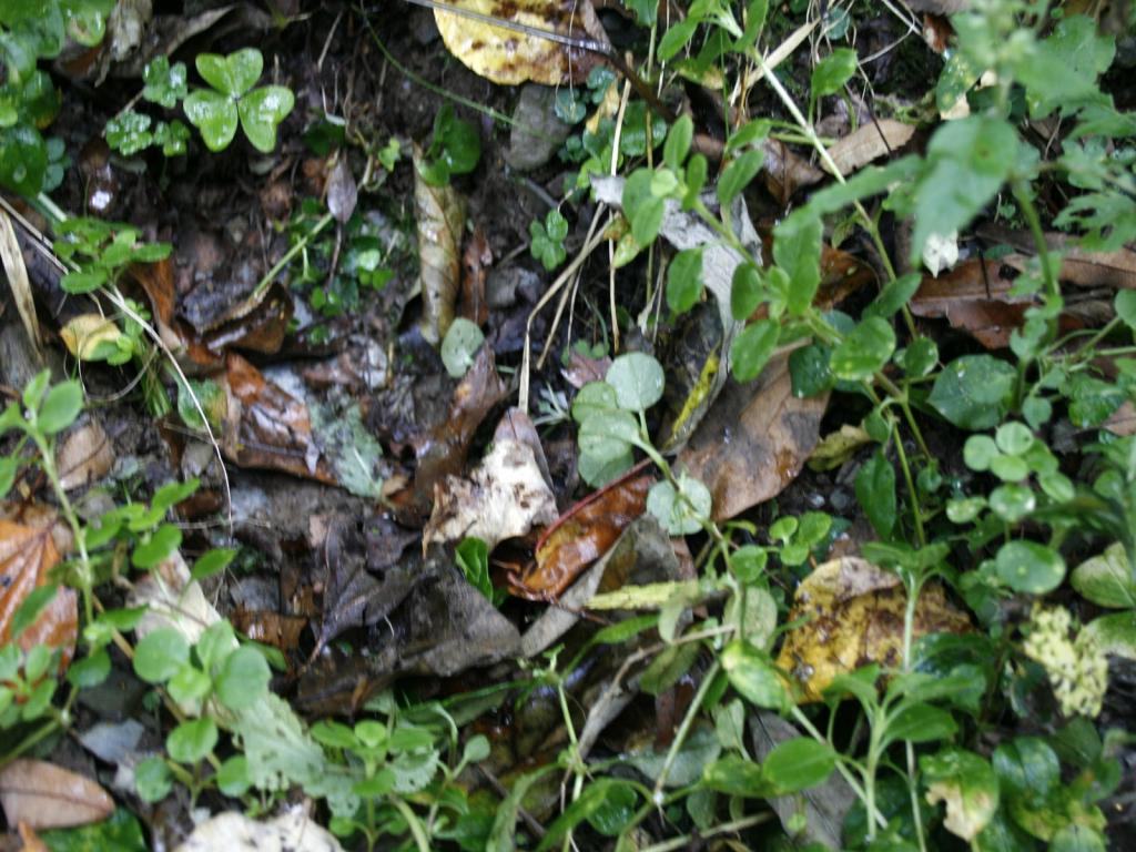 森林中的华南虎