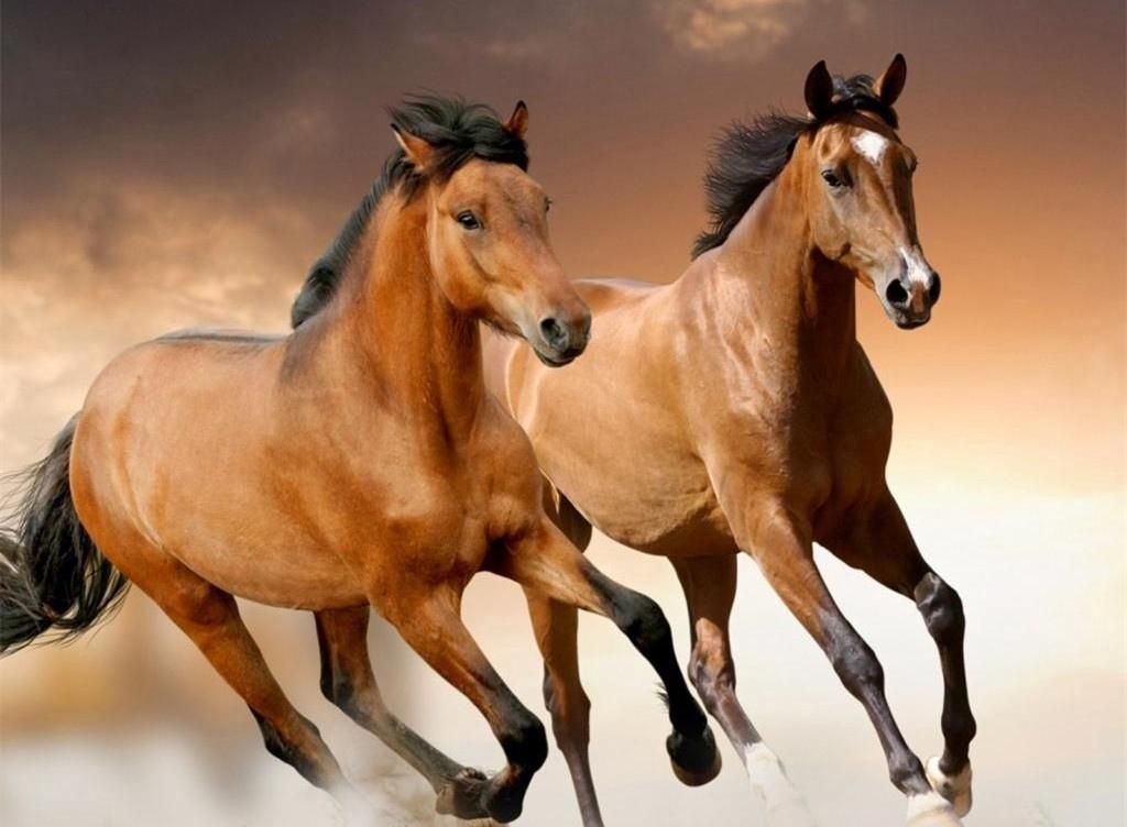 肆意奔腾的马匹