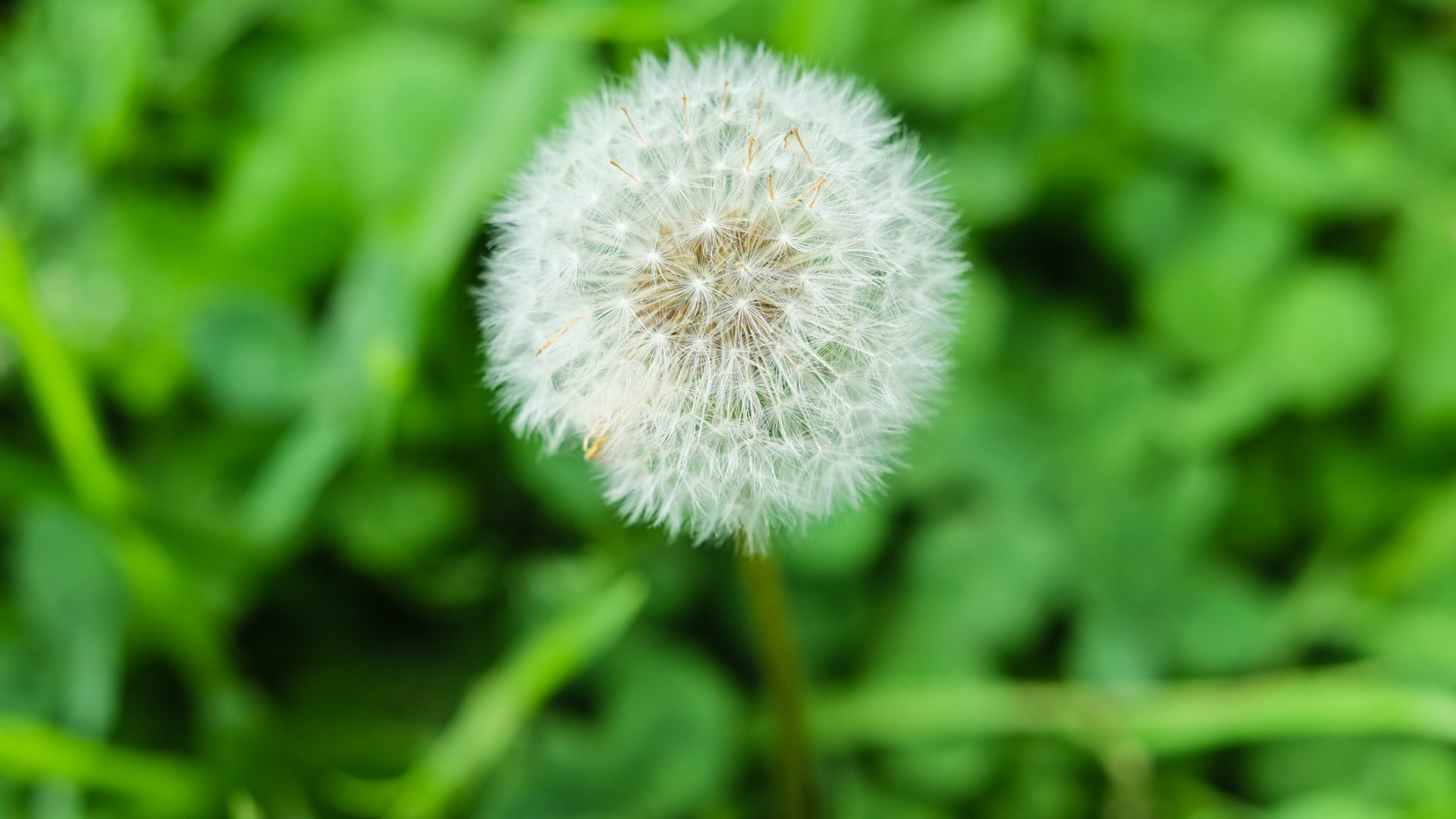 自然界中的蒲公英