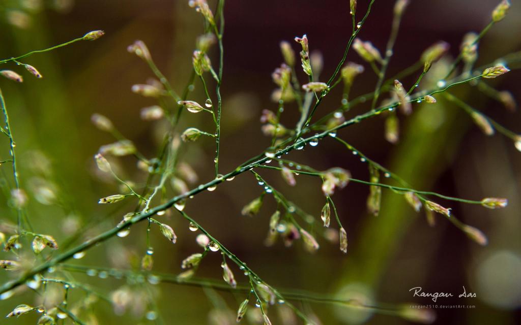植物花卉上的小水珠