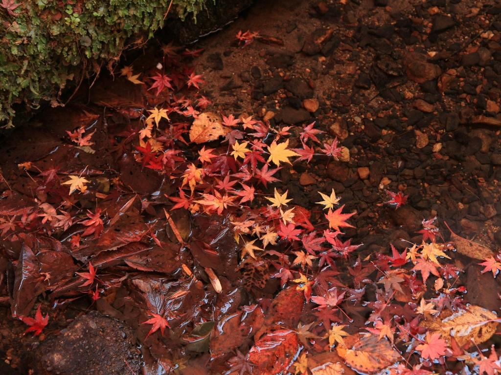 温存的枫叶满地