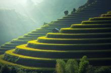 层层叠叠的绿色梯田