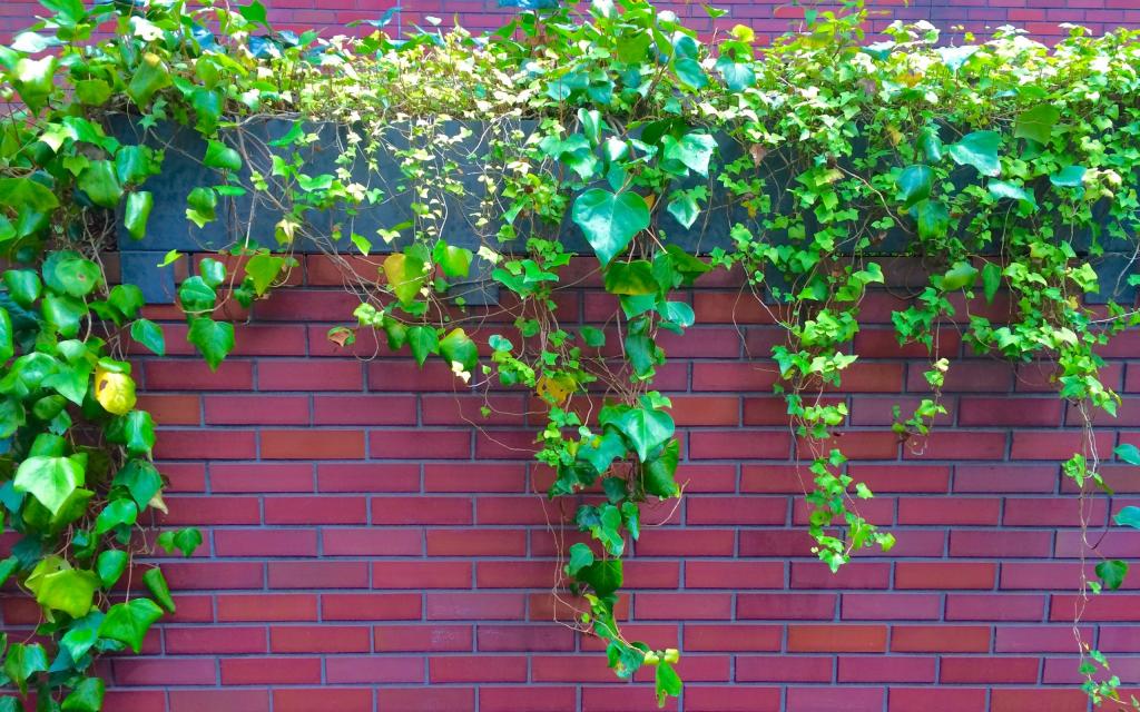 绿色植物爬山虎