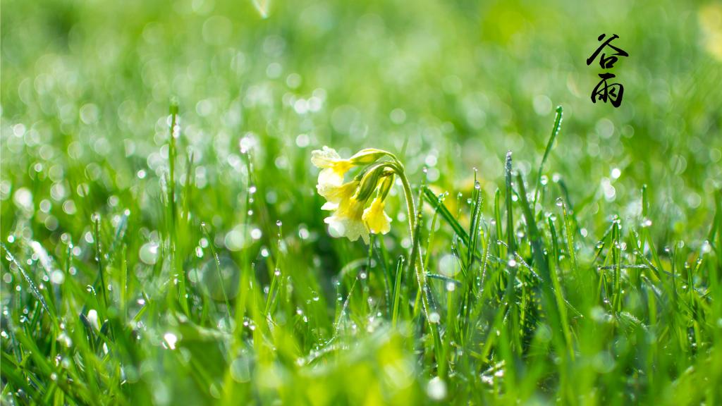 谷雨时节雨绵绵