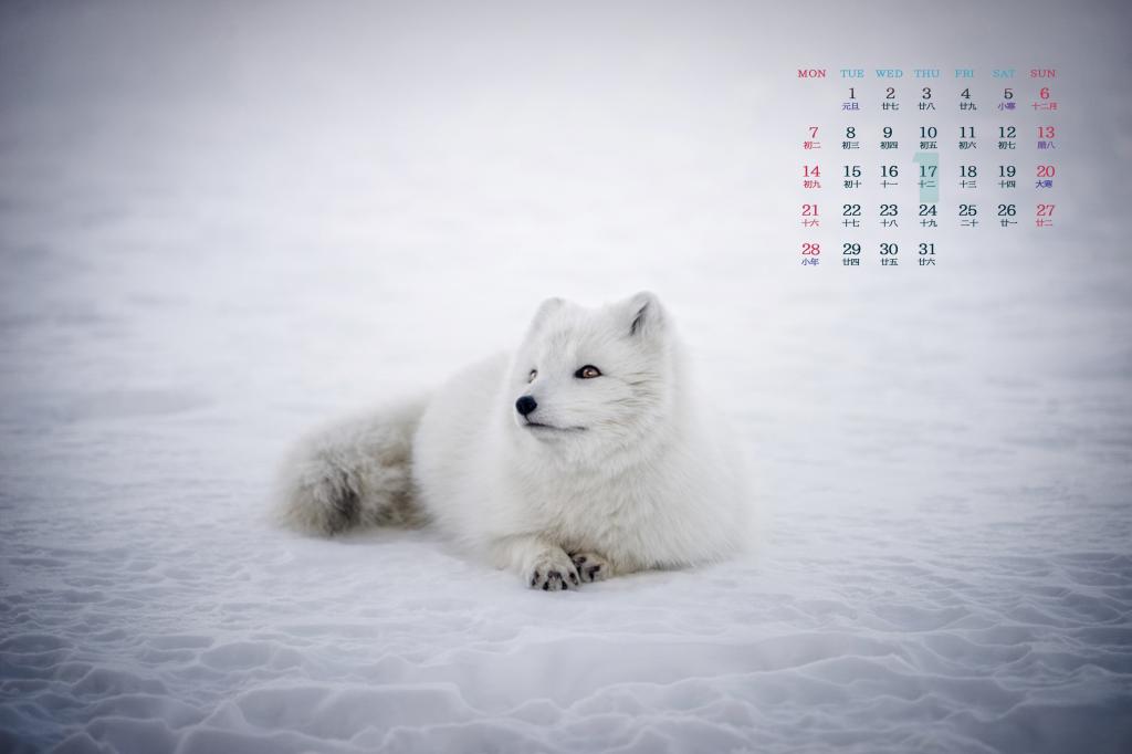 2019年1月超级萌物北极狐日历