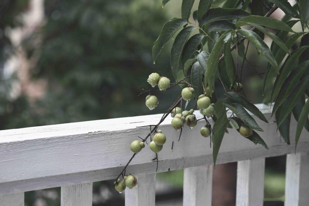 微凉秋意唯美无患子迷人风光