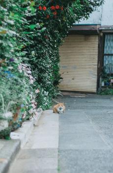 日系风唯美小镇-7