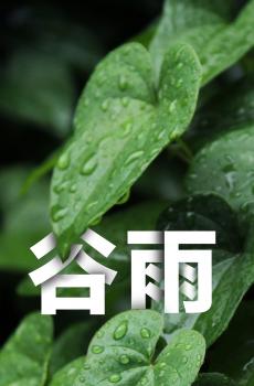 传统节气谷雨-1
