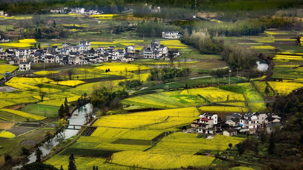 大片的油菜花地
