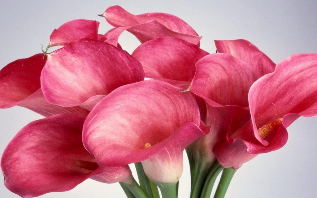 纯洁清新柔美的海芋花语