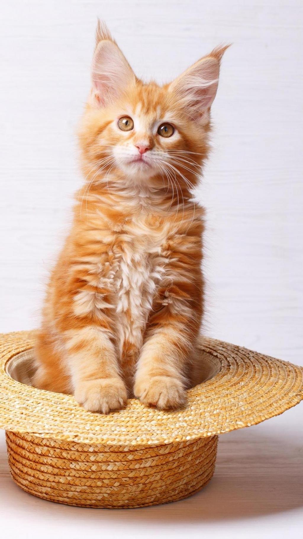 超级可爱活泼的小猫咪