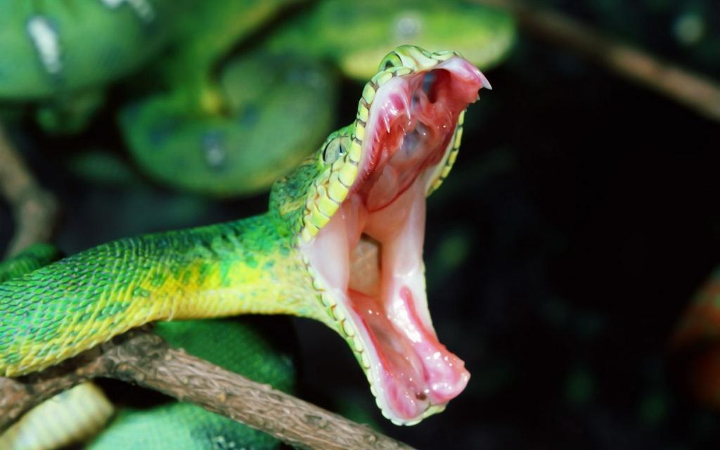 青色蛇高清特写