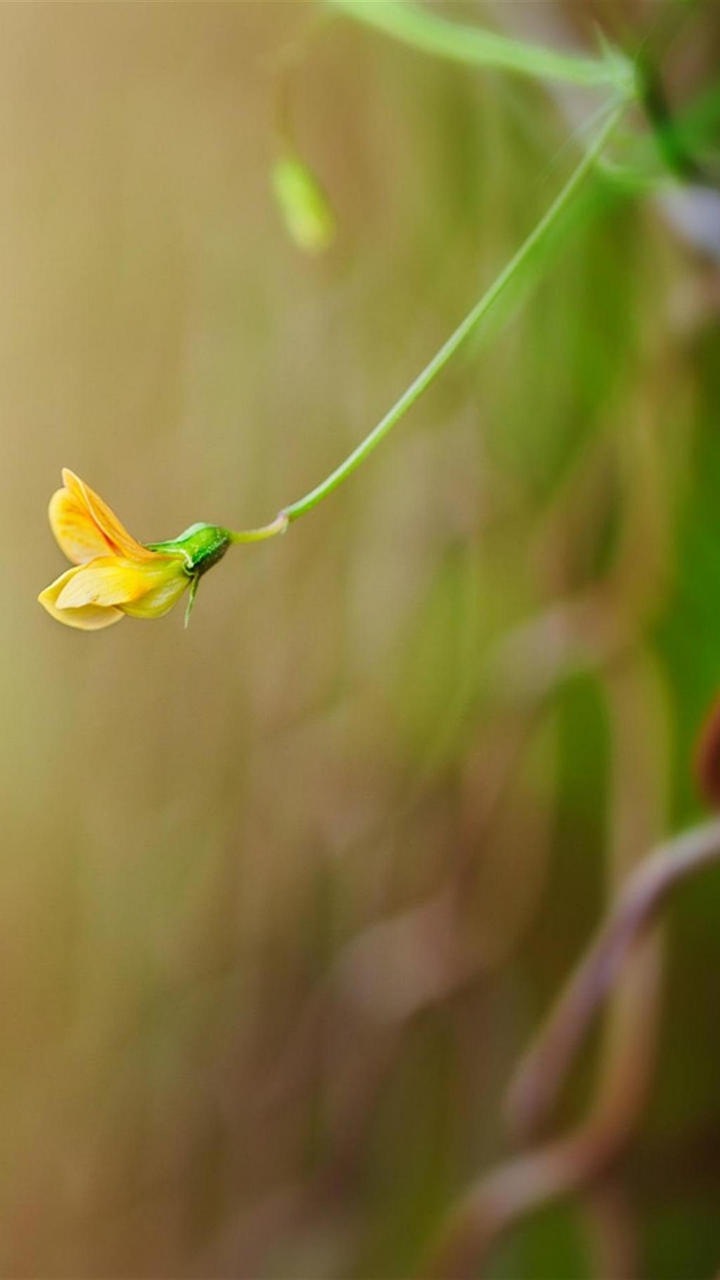 朦胧美清新花卉合集