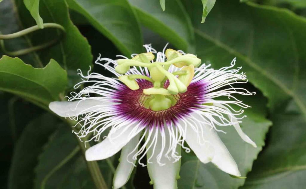 百香果花微距摄影