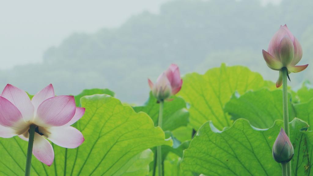 西湖美景甲天下