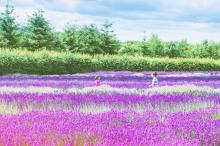 薰衣草花海