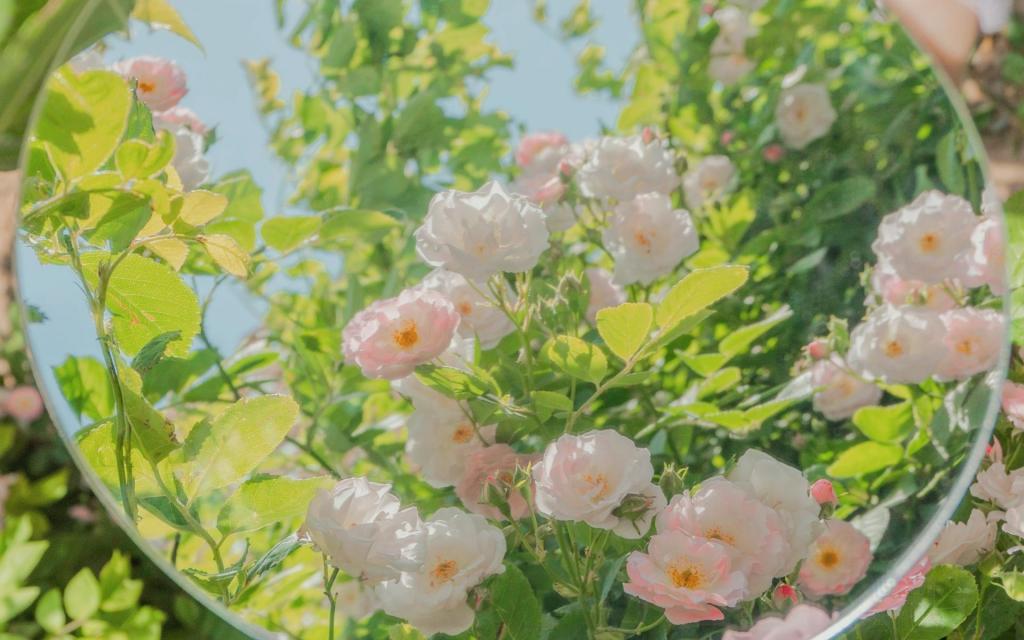 海棠花绚烂盛放清新养眼写真