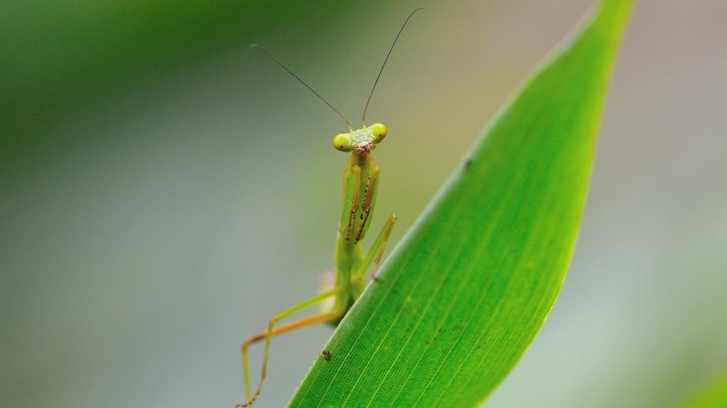 唯美的螳螂