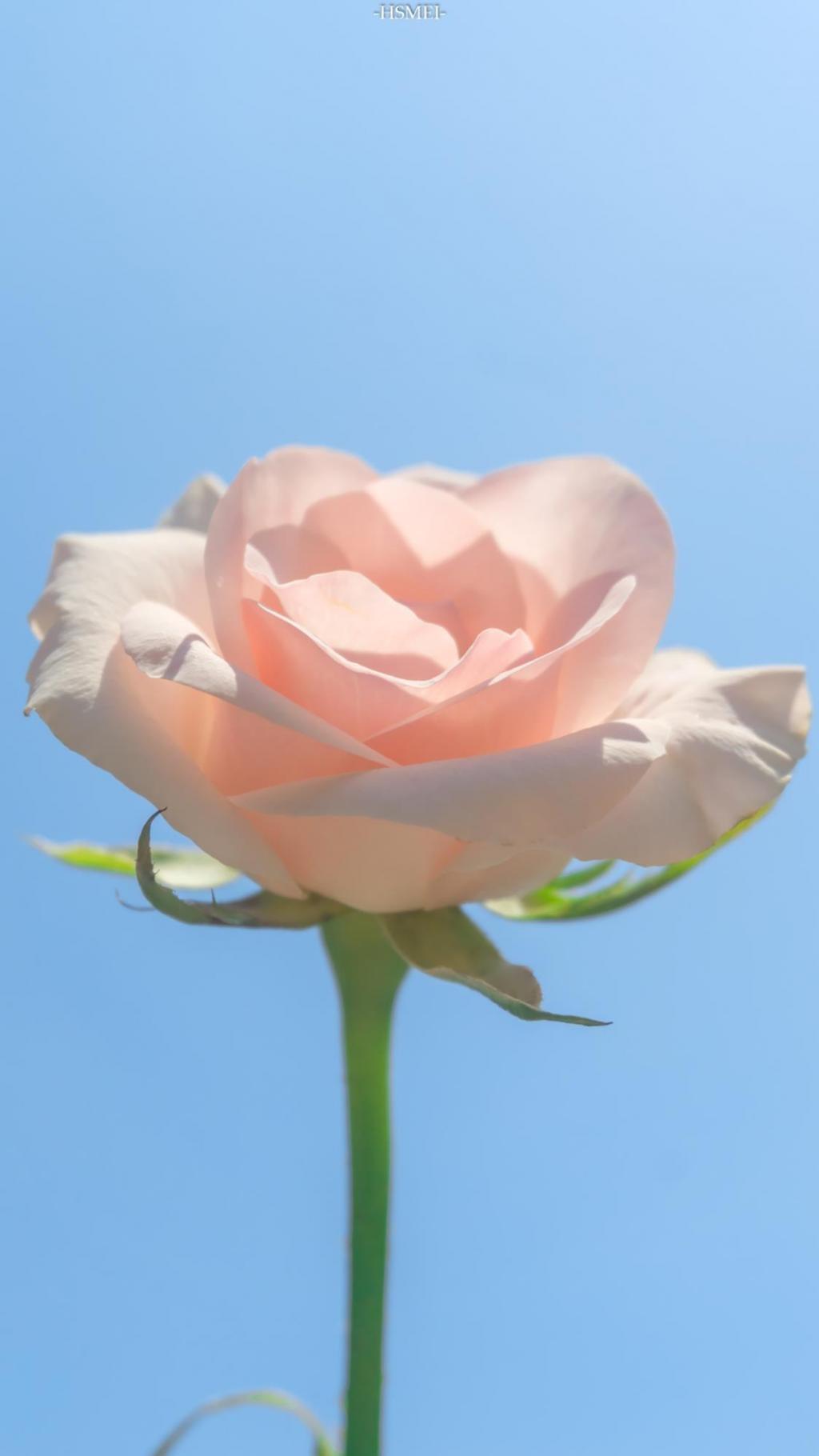 清新淡雅浪漫月季花