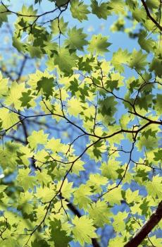 五月小清新护眼锁屏-4