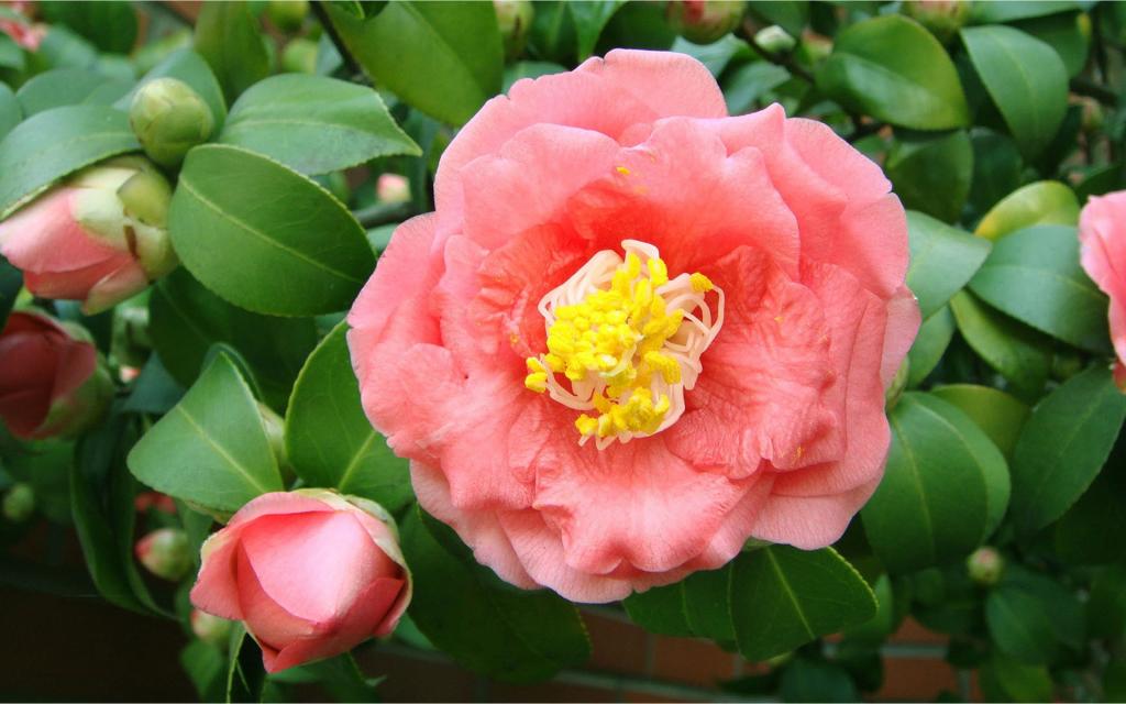 曼佗罗花(山茶花)图片