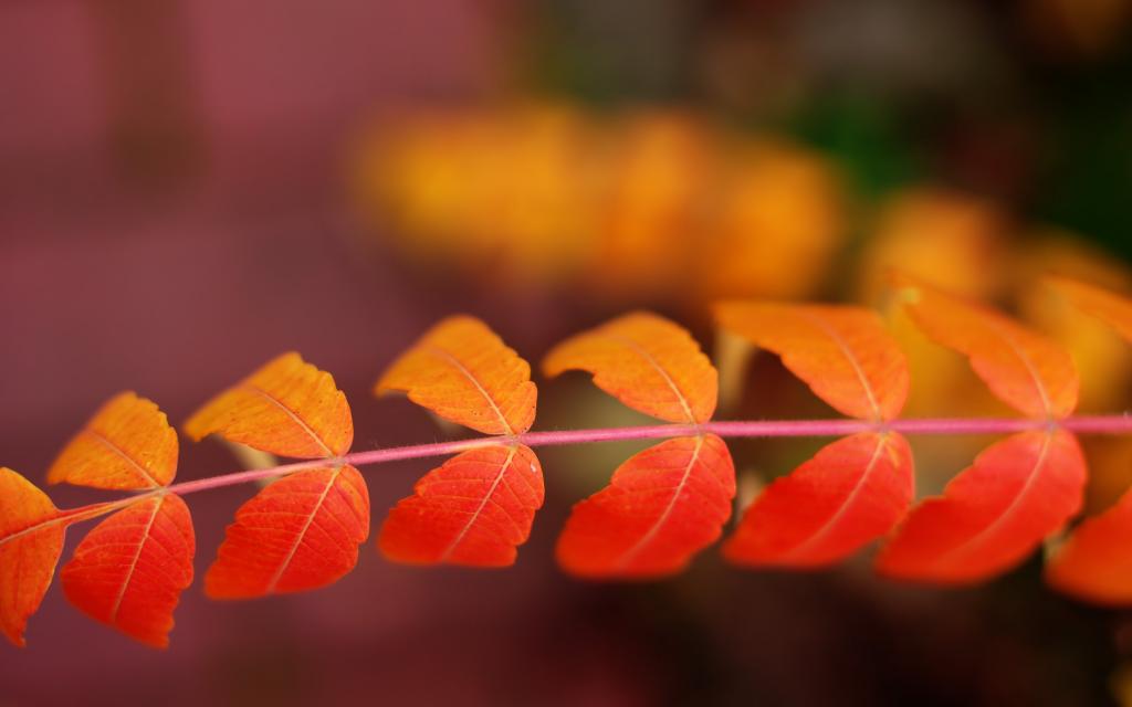 秋天的美是叶子的美