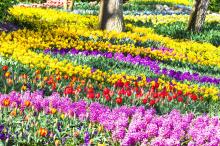美丽的花海