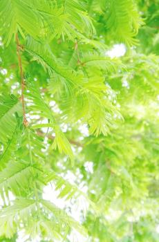 绿色植物护眼锁屏-4