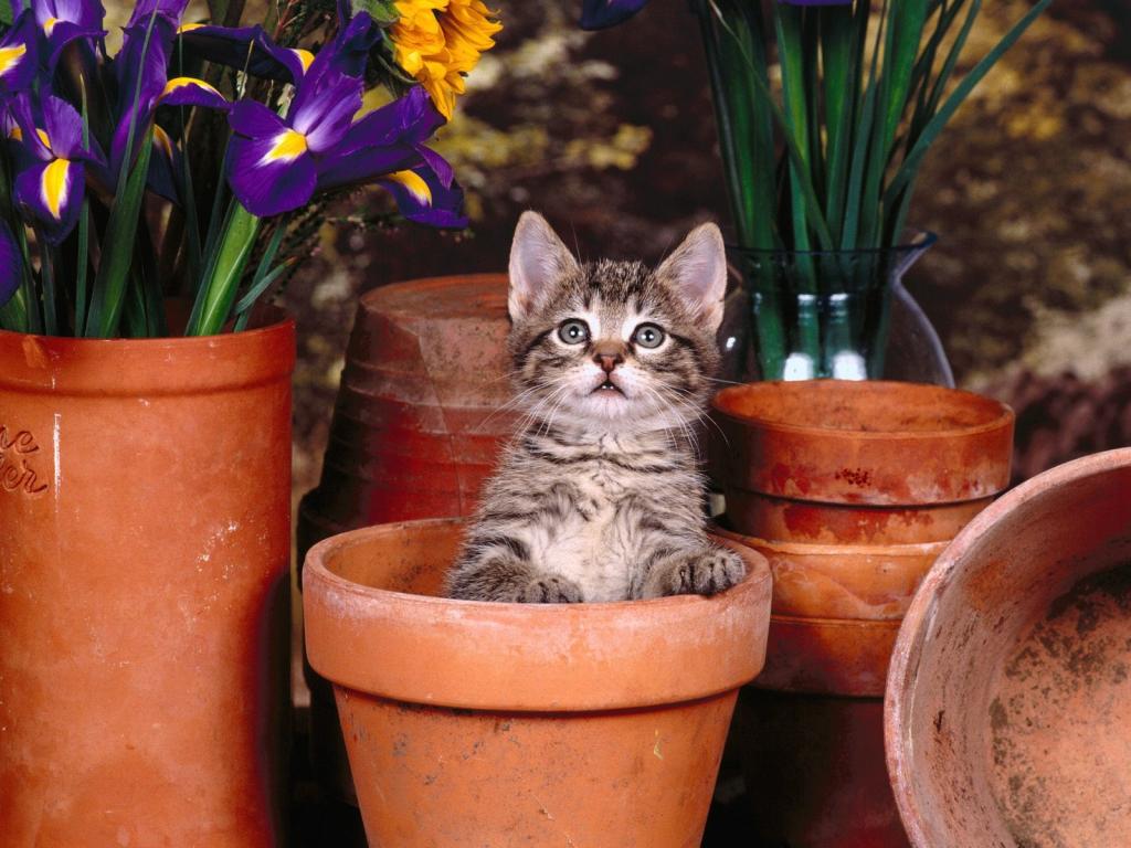 圣诞夜猫咪写真
