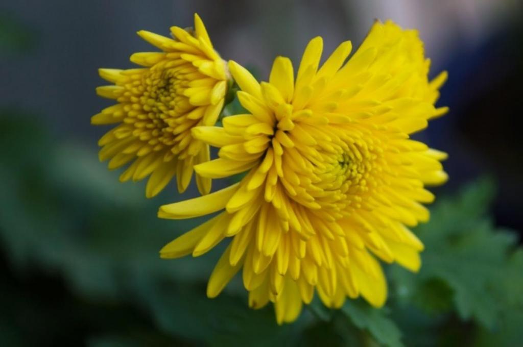 九九重阳节登高赏菊