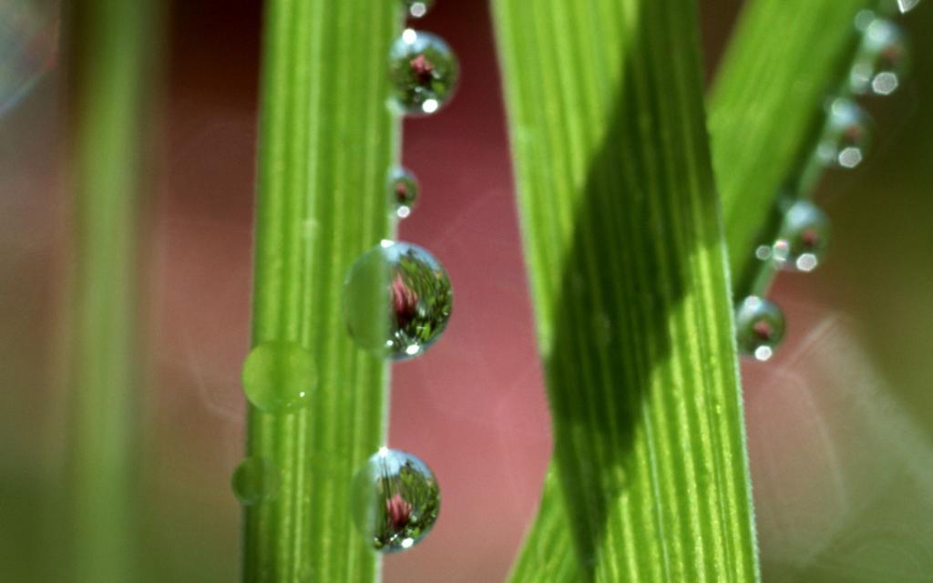 绿色植物之露珠水滴