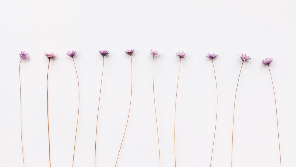 温馨的干花背景