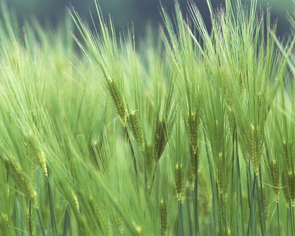 美丽的田野麦浪