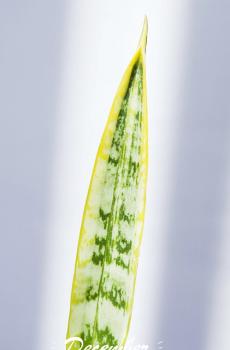 幸福的十二月中旬你好-1