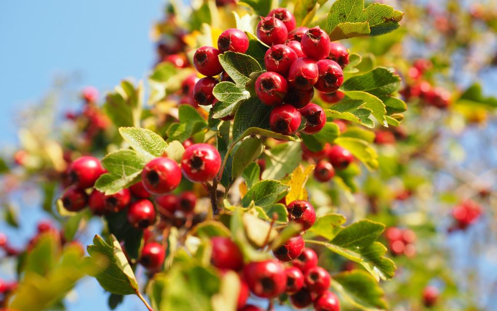 红得诱人的山楂