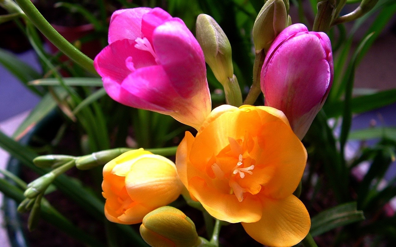 香雪兰花卉特写