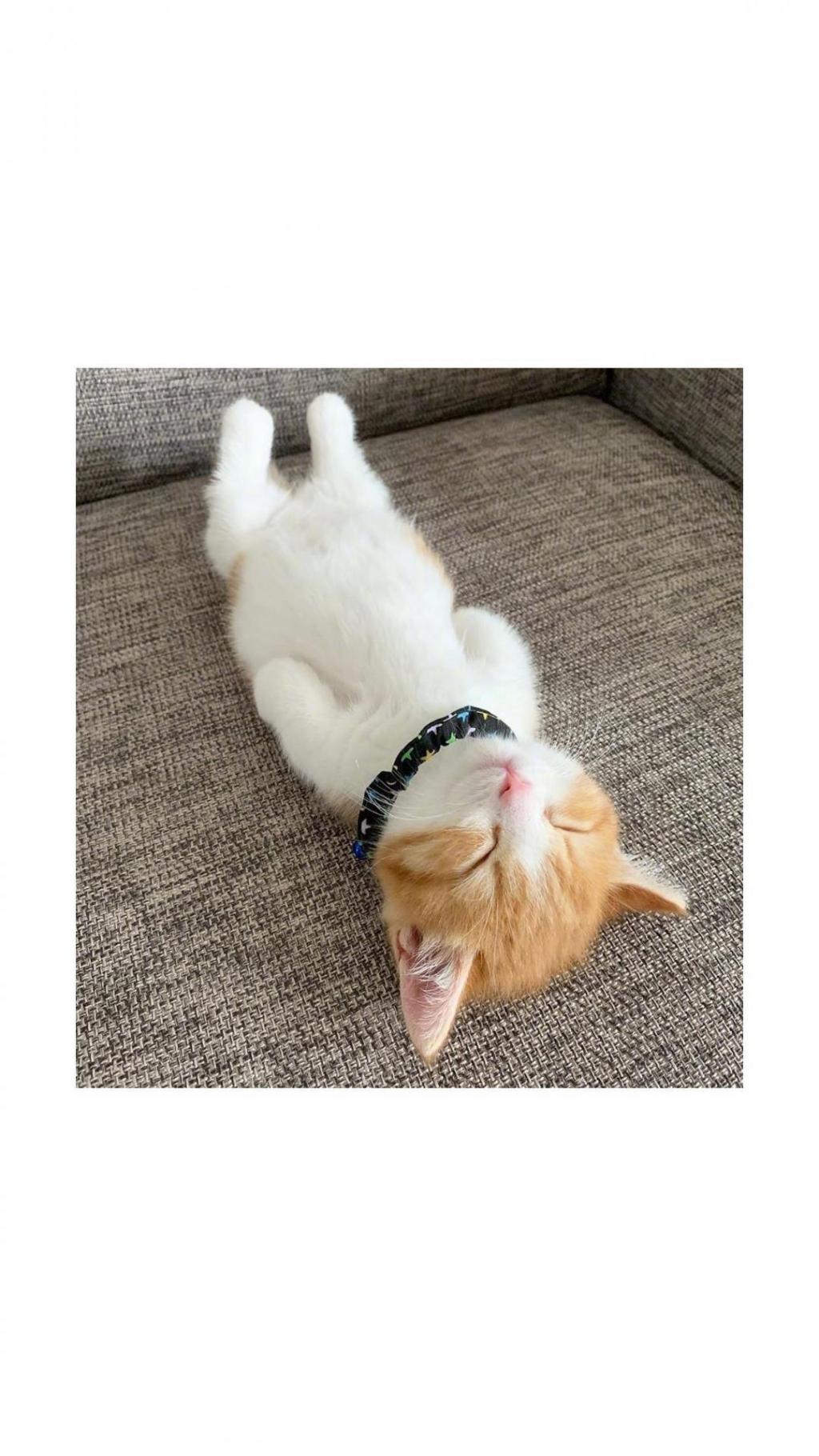 睡着时的可爱小猫咪