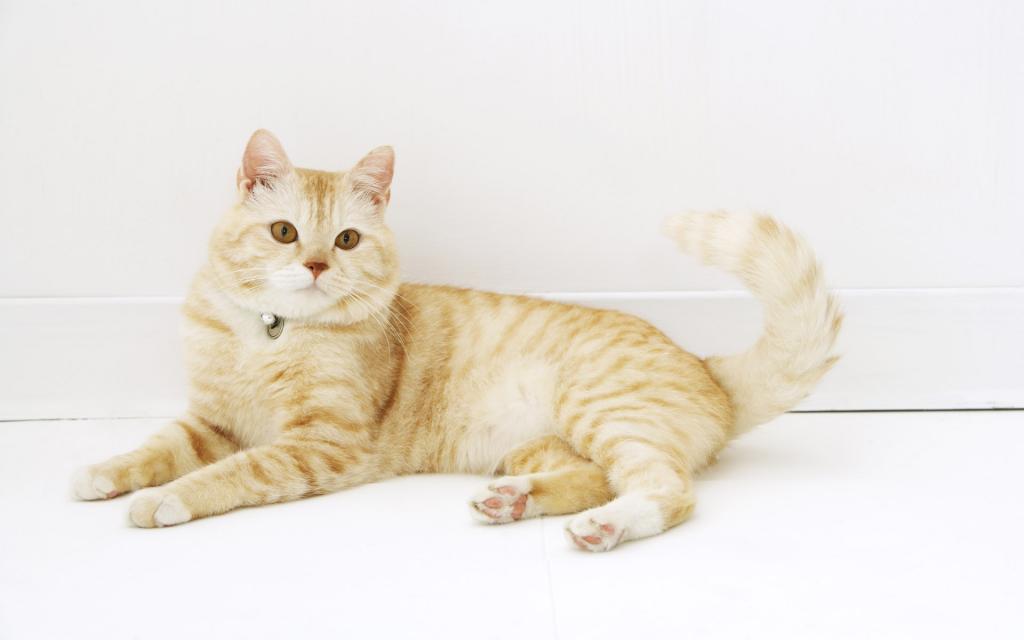 可爱的美国短毛猫写真
