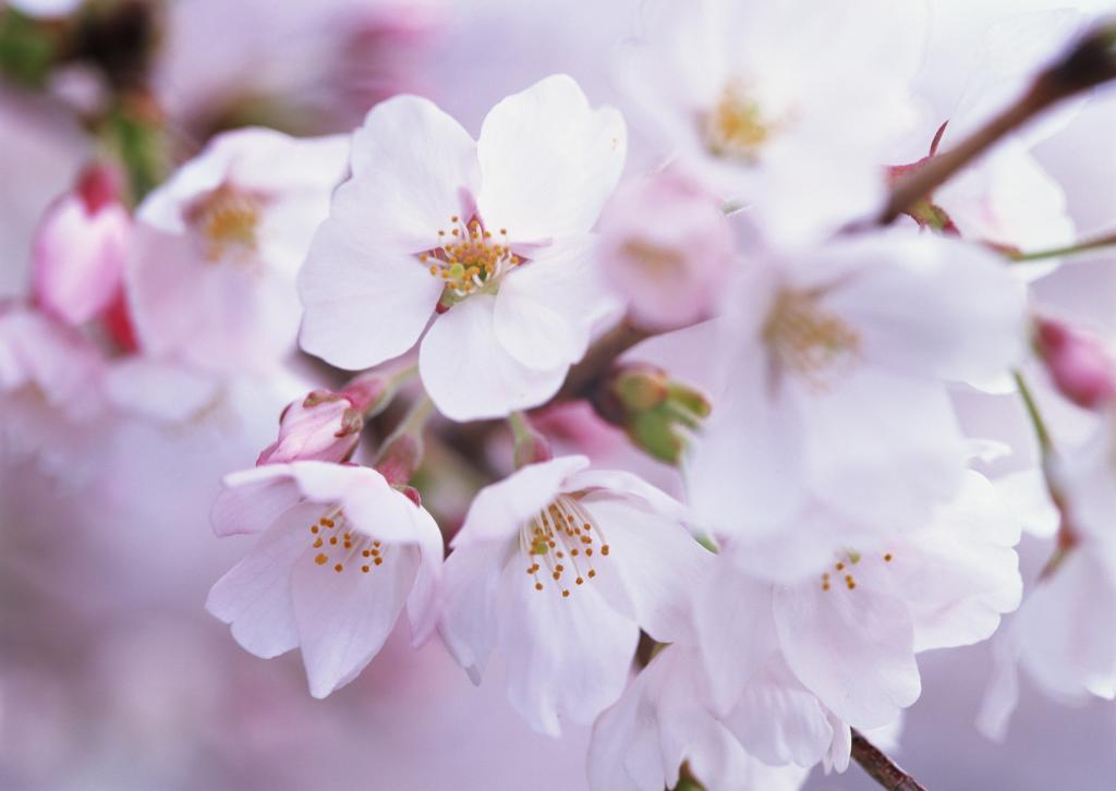 桃花烂漫