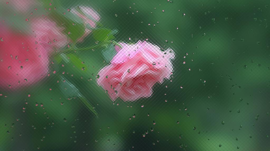 玻璃外的美丽花朵