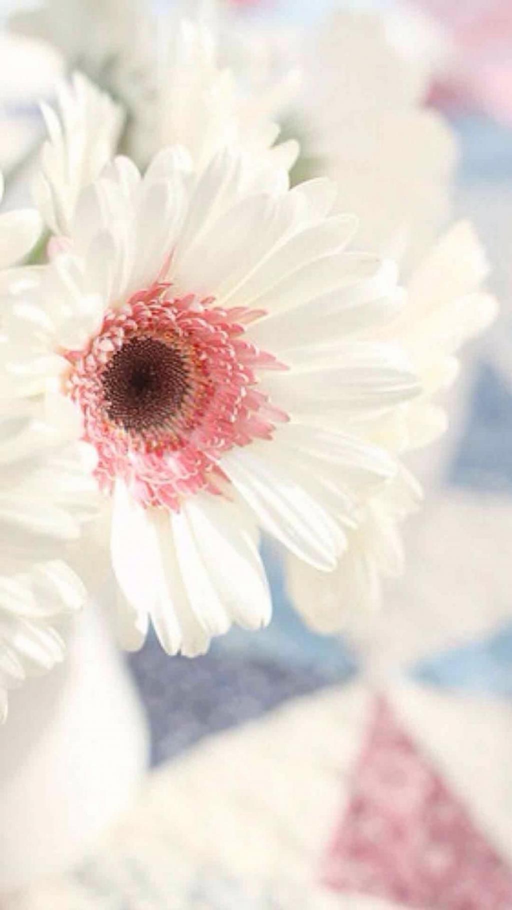 小清新迷人的雏菊