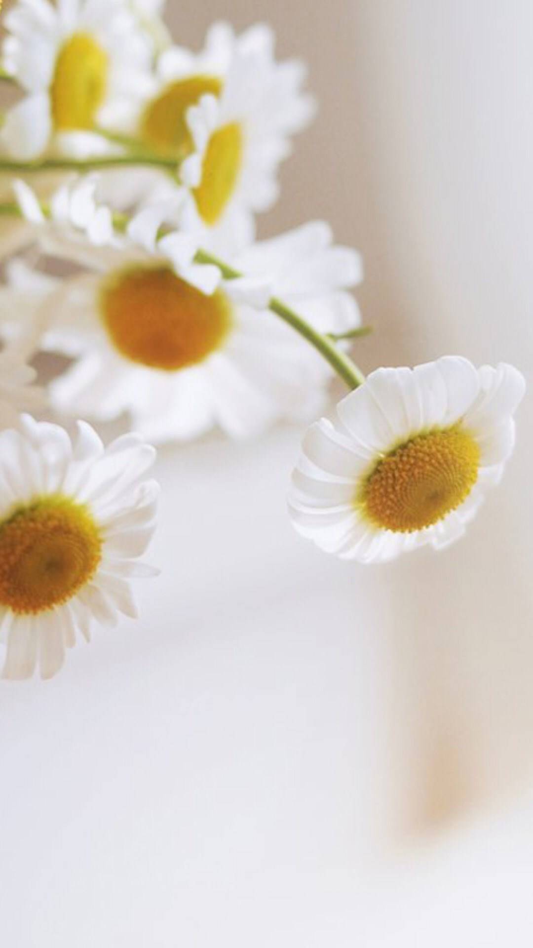 唯美小清新花朵