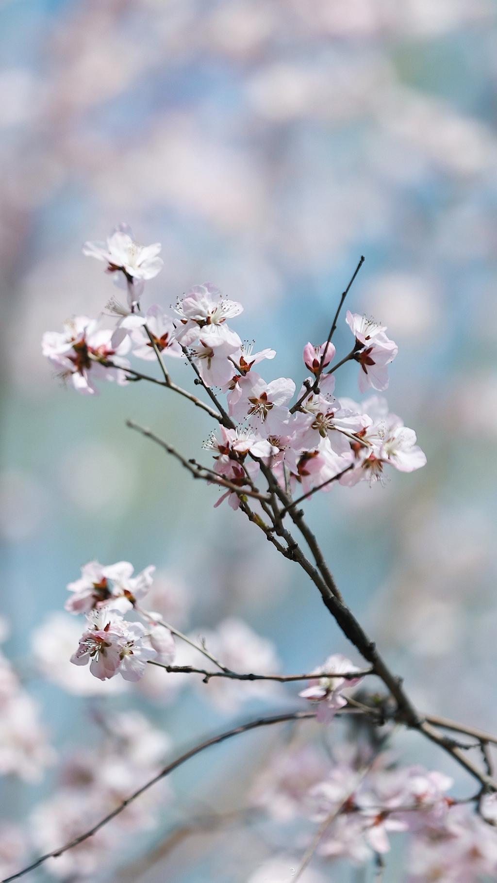 唯美樱花粉色世界