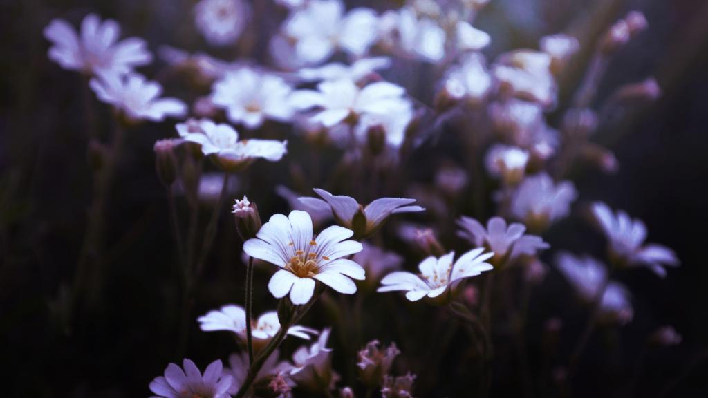 紫色的鲜花给人神秘的感觉