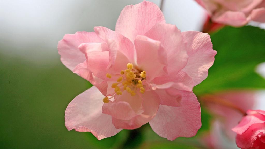 樱花花语(除你之外,别无他爱)