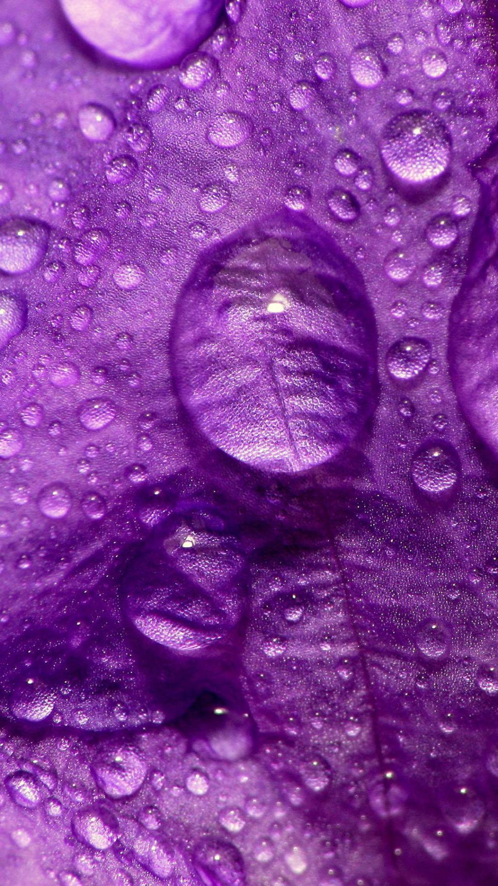 清晨露珠唯美高清魅族4壁纸