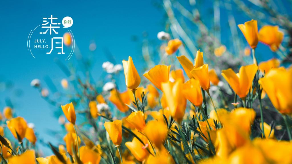 你好,七月