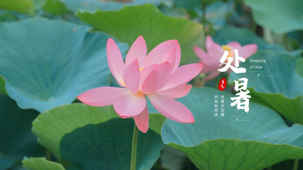 2020处暑节气淡雅莲花清新养眼背景