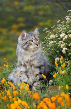 超级呆萌可爱的小猫咪户外写真-0