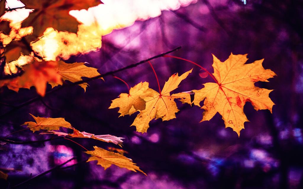 秋天的美是叶子的美